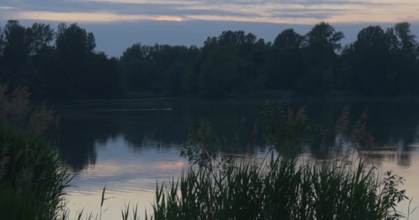 Reed on The Pond, Primer plano. Horizonte, Pieza Cielo Azul, Rippling Agua, Tarde — Vídeos de Stock