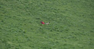 Tepeden aşağı yuvarlanan bir çocuktur