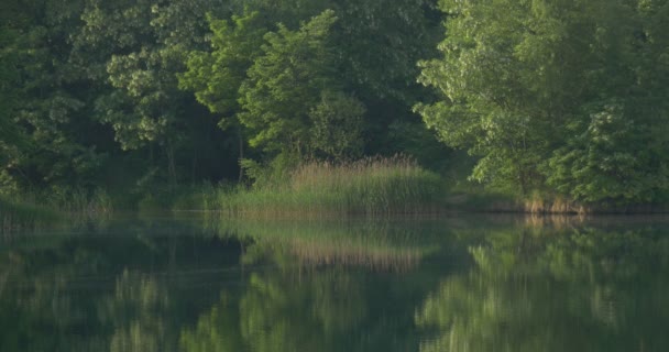 Rybník, řeka, jezero, spousta stromů na břehu opak stromy reflexe — Stock video