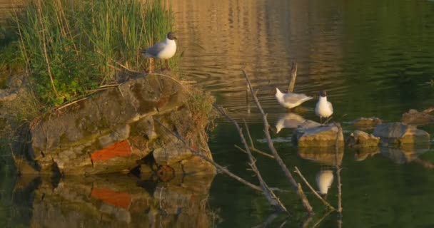 Las gaviotas están sentadas en las piedras del río, orilla del lago — Vídeo de stock