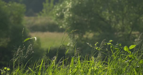 池、湖、川、対岸、夏の日、日光の緑の木々 の近く新鮮な緑の草 — ストック動画