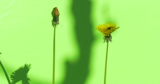 Fly Flowers желтый одуванчик на хромакее, чтобы застыть на ветру, зеленая трава — стоковое видео