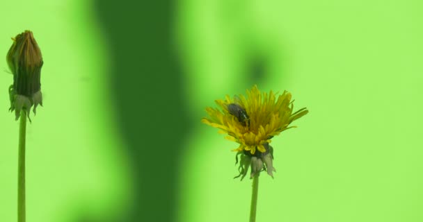 Flores de mosca diente de león amarillo en chromakey para tambalearse en el viento, arbustos de hierba verde — Vídeos de Stock