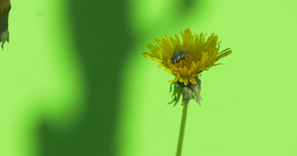 Flores de mosca diente de león amarillo en chromakey para tambalearse en el viento, arbustos de hierba verde — Vídeos de Stock