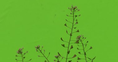 Yeşil çimen şube hareketli rüzgar çalılar güneşli gün chromakey makaralama bırakır