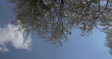 Görüntülemek aşağıdan yeşil ağaç dalları açık mavi gökyüzü ile tek bir beyaz bulut