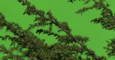 Dikenli iğneler yeşil bitkiler çalılar çimen yaprakları çiçek dalları chromakey yeşil ağaçlar ile şube