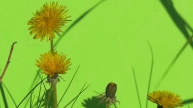 Çiçekler sarı karahindiba Rüzgar, çalılar yeşil çim bocalama chromakey üzerinde