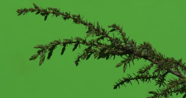 Zweig mit Stachelnadeln grüne Pflanzen Sträucher Gras Blätter Blumen Zweige von Bäumen auf Chromakey grün — Stockvideo