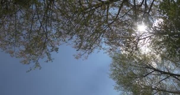 清除蓝蓝的天空和明亮太阳在绿树。春天的一天 — 图库视频影像