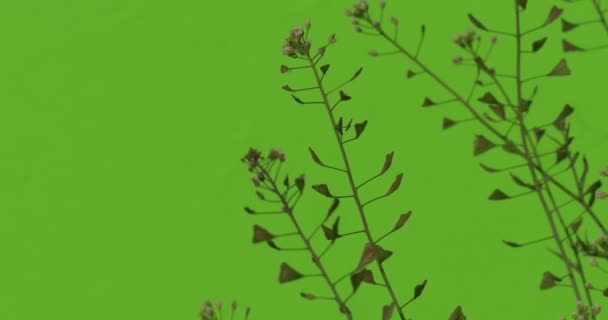 Листя Зелена трава гілка до хроматичного нахилу, що переміщує вітрові кущі сонячний день — стокове відео