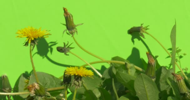 Flowers yellow dandelion on chromakey to stagger in the wind, bushes green grass — Stock Video