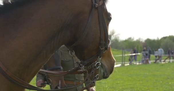 男性とポーランドで、ブラウンの馬の祭典のヨーロッパの勝利の日に乗る子 — ストック動画