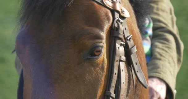 男性とポーランドのヨーロッパ戦勝記念日の茶色の馬の祭典の子: — ストック動画