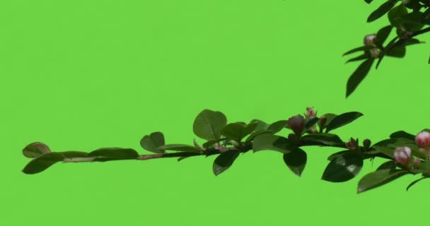 Groene tak met ongeopende bloem bud groene planten struiken gras bladeren bloemen takken van bomen op chromakey groene — Stockvideo