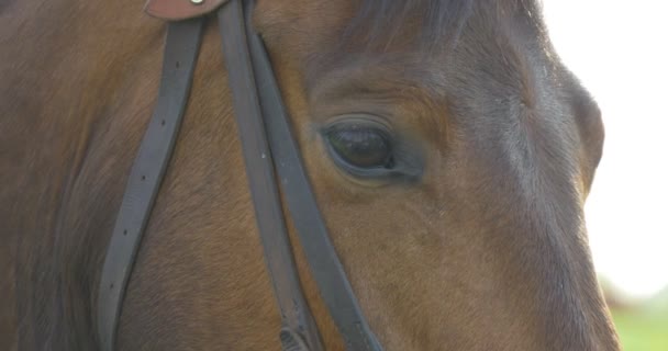 在波兰欧洲胜利日庆祝活动: 马的眼睛和脸 — 图库视频影像