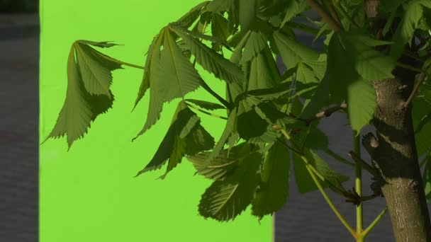 Feuilles vertes grands châtaigniers sur chromakey, sur un fond vert chancelant — Video