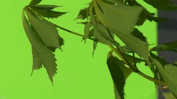 Зелене листя великих каштанових дерев на хромосі, на зеленому фоні — стокове відео