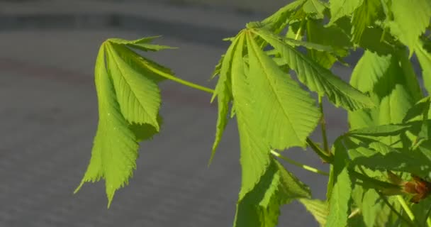 Feuilles vertes grands châtaigniers fond sombre stagner journée ensoleillée été — Video