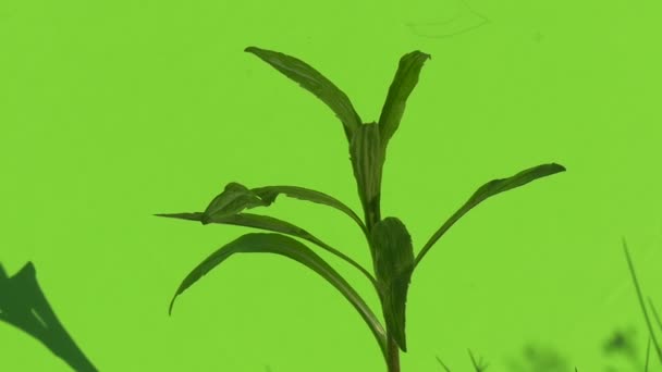 Laat groen gras tak aan chromakey afgehaspeld verplaatsen de wind struiken zonnige dag — Stockvideo