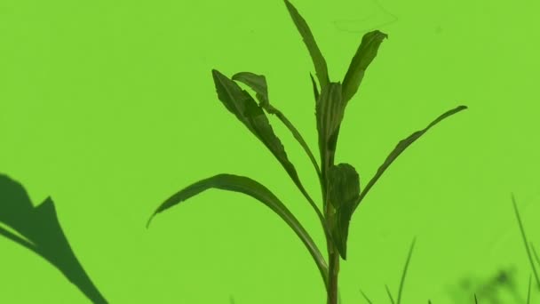 クロマキー製糸風茂みの晴れた日を移動する緑の草の枝を葉します。 — ストック動画