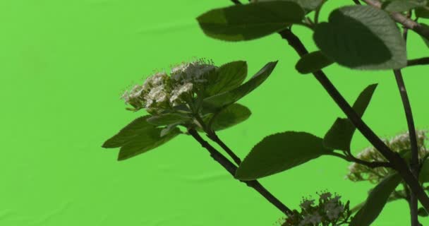 Zelené rostliny keře travní listy květin větve stromů na chromakey zelený — Stock video