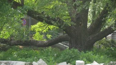Arka Planda Ağaç Kapatma, Merdiven ve Yol İşareti Serpme
