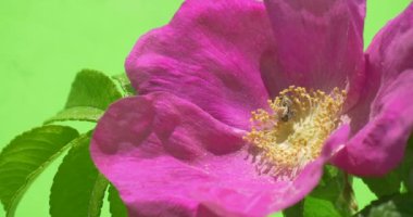 Arı Tozlaşmayı Menekşe, mor çiçek, Rosa, makro, güneş ışığı, gerçek zamanlı