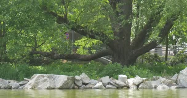 Sprida träd på sjön, flodstranden, stenar — Stockvideo