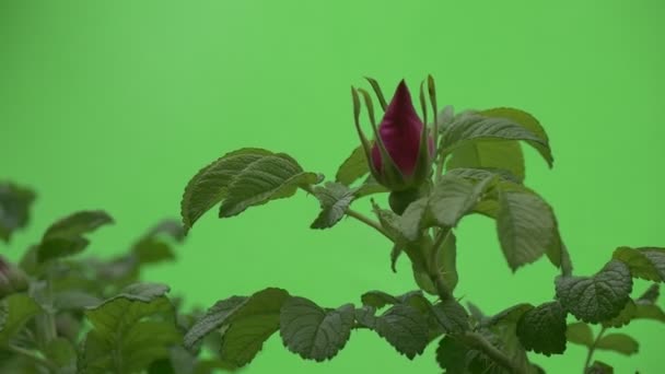 Violet, Purple Botton, Rosa, Sepals,Closeup, Swaying with Top of Bush — Stock Video