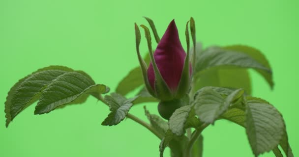 Violet, paarse Botton, Rosa, Sepals, close-up — Stockvideo