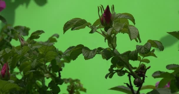 Violeta, Botones púrpura, Rosa en las ramas delgadas de Bush, en tiempo real — Vídeo de stock