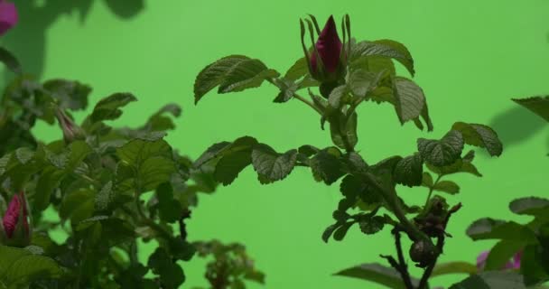 Violette, lila Knöpfe, rosa auf dünnen Buschzweigen, Echtzeit — Stockvideo