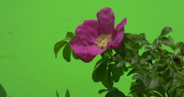 Viola, Viola Fiore, Rosa, sul ramo, Ape, Foglie verde lucido, Ombra, Tempo reale — Video Stock