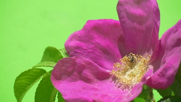 Bee on Violet, Purple Flower, Rosa, Macro,Sunshine — Stock Video