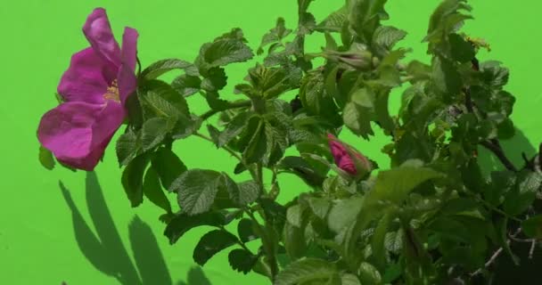 Violeta, Flor Púrpura, Botones, Rosa, Bush, Luz del sol, Sombra — Vídeo de stock