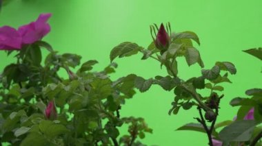 Menekşe, Mor Çiçek, Düğmeler, Rosa, Gür Çalı, Closeup