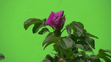 Menekşe, Mor Çiçek, Rosa, Sallanan, Yavaş Hareket ile Tek Dal