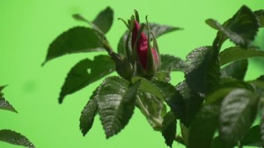 Menekşe Çiçeği, Bush'ta Tek Gül Düğmesi,Rüzgarda Swaying,Yavaş Hareket