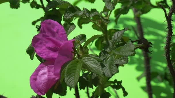 Violeta, Flor Púrpura, Media, Rosa, Bush, cámara lenta — Vídeo de stock