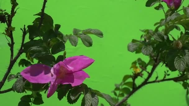 Due rami di rose sul cespuglio, Fiori viola, Movimento lento — Video Stock