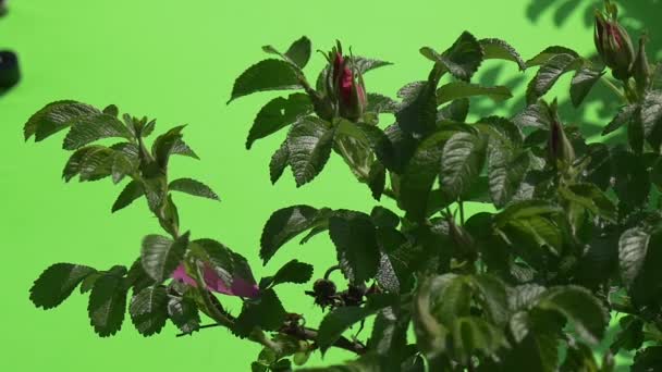 Botones violetas, rosas sobre Bush, balanceándose en el viento, cámara lenta — Vídeos de Stock