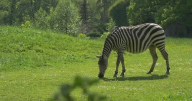Otlatma Zebra Kamera, Çimenlik Tarafından Gidiyor