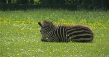 Zebra Is Lying on The Lawn, Closeup, Backside