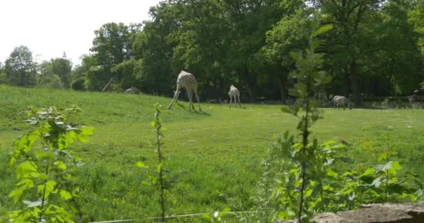 Cebras y jirafas están pastando en el prado, vástagos Primer plano — Vídeos de Stock