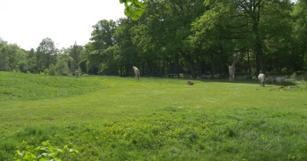 Cebras y jirafas en el prado, gente en el parque — Vídeos de Stock