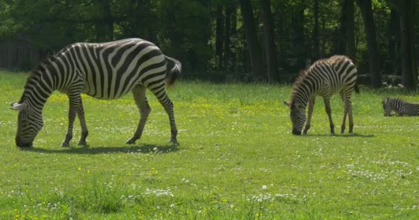 Due zebre al pascolo stanno andando dalla fotocamera, mordicchiando erba — Video Stock