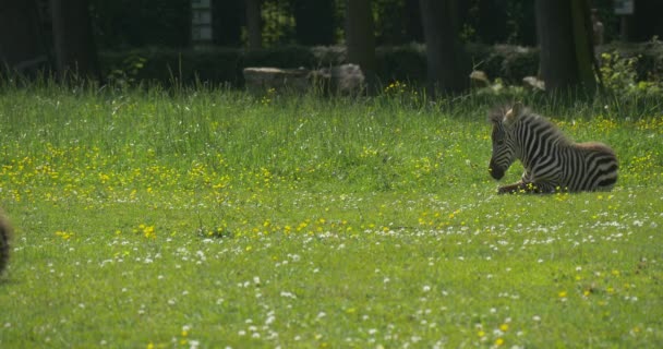 Zebra liegt auf dem Rasen — Stockvideo