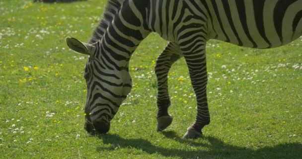 Zebra is Grazing, Zebra's Baby is Lying,Nibbling Grass — Stockvideo