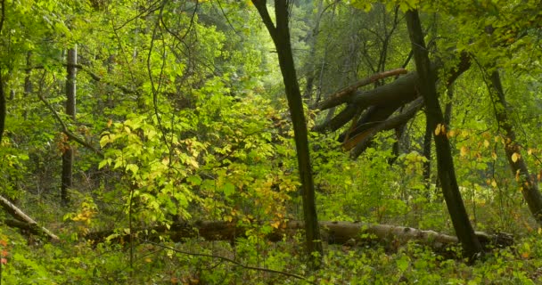 Деревянные стволы и бревно в зеленом свежем лесу летом или осенью на открытом воздухе гладкая погода — стоковое видео